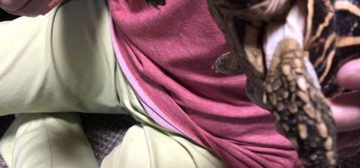 利用者さん宅のかめさん