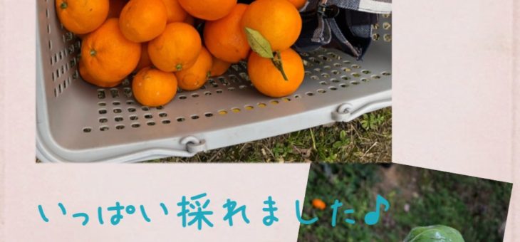みかん狩り🍊