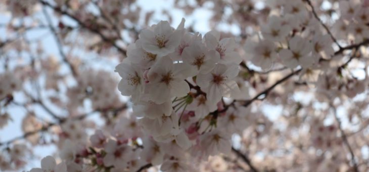2019.桜三昧！！