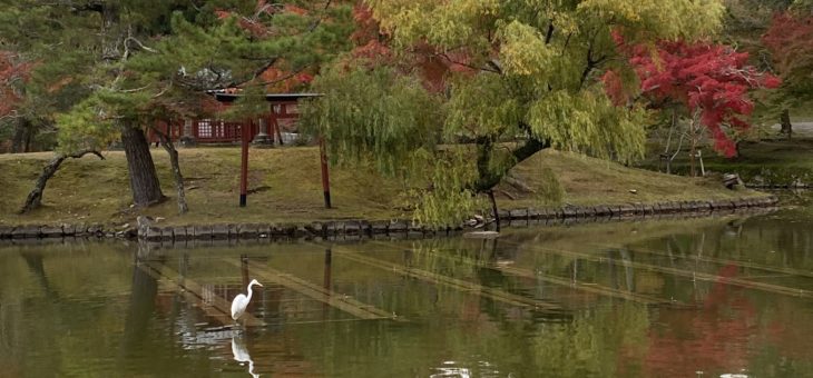 奈良公園の紅葉