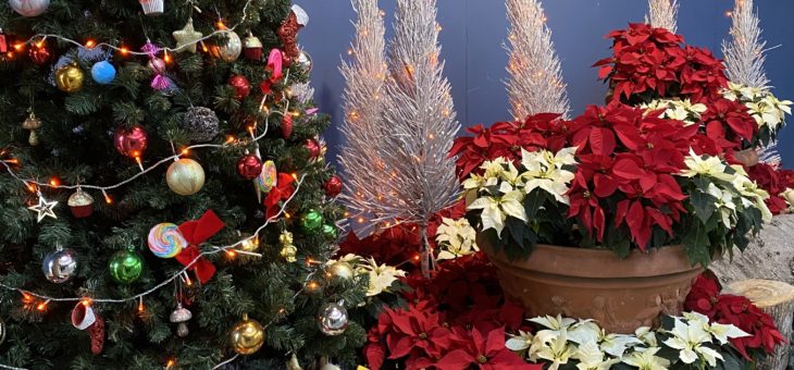 ひらぱ〜　イルミネーション