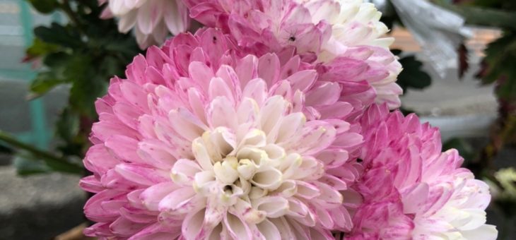世界に一つだけの花🎵