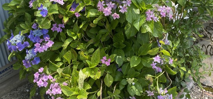 NPOファームより　紫陽花が満開