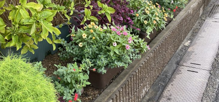 ロイヤルの草花が満開( ´艸｀)