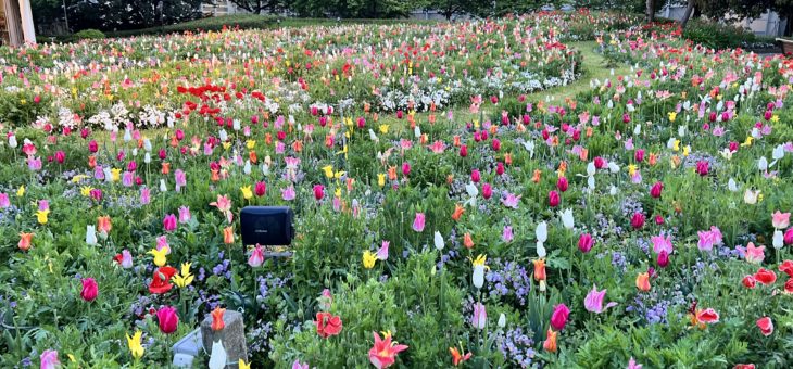 春のお花inなばなの里