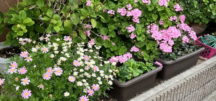 ガーデン開花状況　（あじさい、薔薇、熱帯植物）