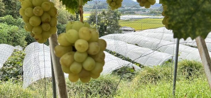 食欲の秋、スポーツの秋　文化の秋