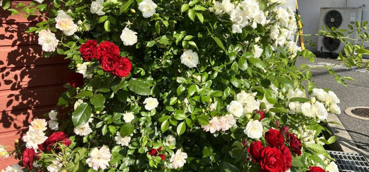 薔薇、アジサイが８分咲き始めました！！